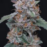 Pure Instinto Sherbacio OG Auto cannabis plant image 2