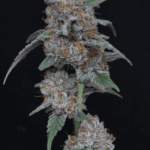 Pure Instinto Sherbacio OG Auto cannabis plant image 3