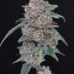 Pure Instinto Sherbacio OG Auto cannabis plant image 4