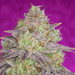 Pure Instinto Shiskaberry cannabis plant image 1