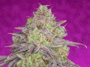 Shiskaberry