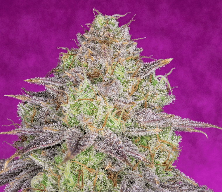 Pure Instinto Shiskaberry cannabis plant image 1