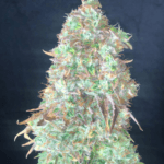 Pure Instinto Shiskaberry cannabis plant image 2