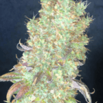 Pure Instinto Shiskaberry cannabis plant image 3