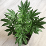 Pure Instinto Shiskaberry cannabis plant image 4