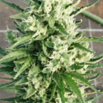 Pure Instinto ShotGun Auto cannabis plant image 1