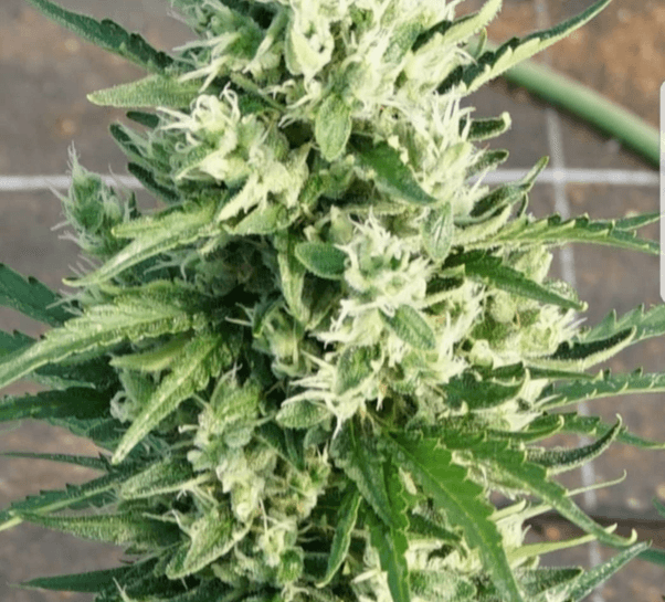 Pure Instinto ShotGun Auto cannabis plant image 1