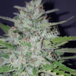 Pure Instinto ShotGun Auto cannabis plant image 2