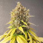 Pure Instinto Smoothie cannabis plant image 1