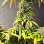 Pure Instinto Smoothie cannabis plant image 2