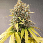 Pure Instinto Smoothie cannabis plant image 3