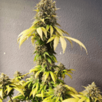 Pure Instinto Smoothie cannabis plant image 4