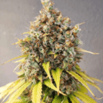 Pure Instinto Smoothie cannabis plant image 6