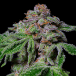 Pure Instinto Sour Aloha cannabis plant image 1