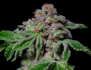 Sour Aloha