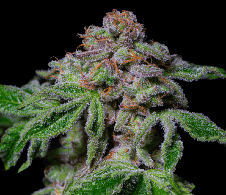 Pure Instinto Sour Aloha cannabis plant image 1