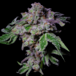 Pure Instinto Sour Aloha cannabis plant image 3