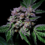 Pure Instinto Sour Aloha cannabis plant image 4