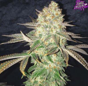 Spooky OG