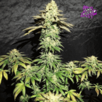 Pure Instinto Spooky OG cannabis plant image 2