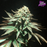Pure Instinto Spooky OG cannabis plant image 3
