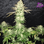 Pure Instinto Spooky OG cannabis plant image 4