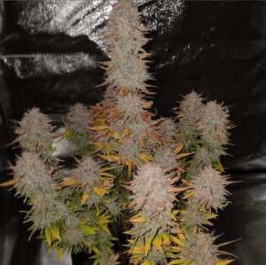 Sticky Gorilla 4