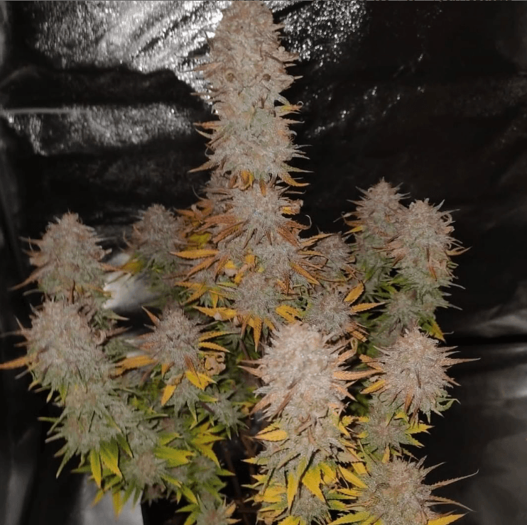 Pure Instinto Sticky Gorilla 4 cannabis plant image 1