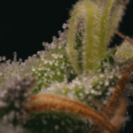 Pure Instinto Sticky Gorilla 4 cannabis plant image 2