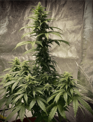 Strawberry Shortcake Auto