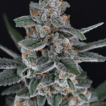 Pure Instinto TriWhip Kush Auto cannabis plant image 1