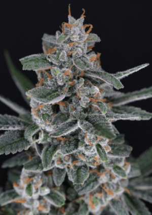 TriWhip Kush Auto