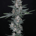 Pure Instinto TriWhip Kush Auto cannabis plant image 2