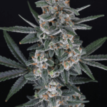 Pure Instinto TriWhip Kush Auto cannabis plant image 3