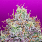Pure Instinto Watermelon Zkittles cannabis plant image 1
