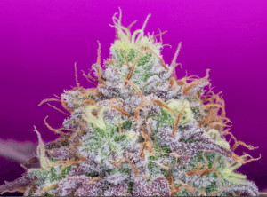 Watermelon Zkittles