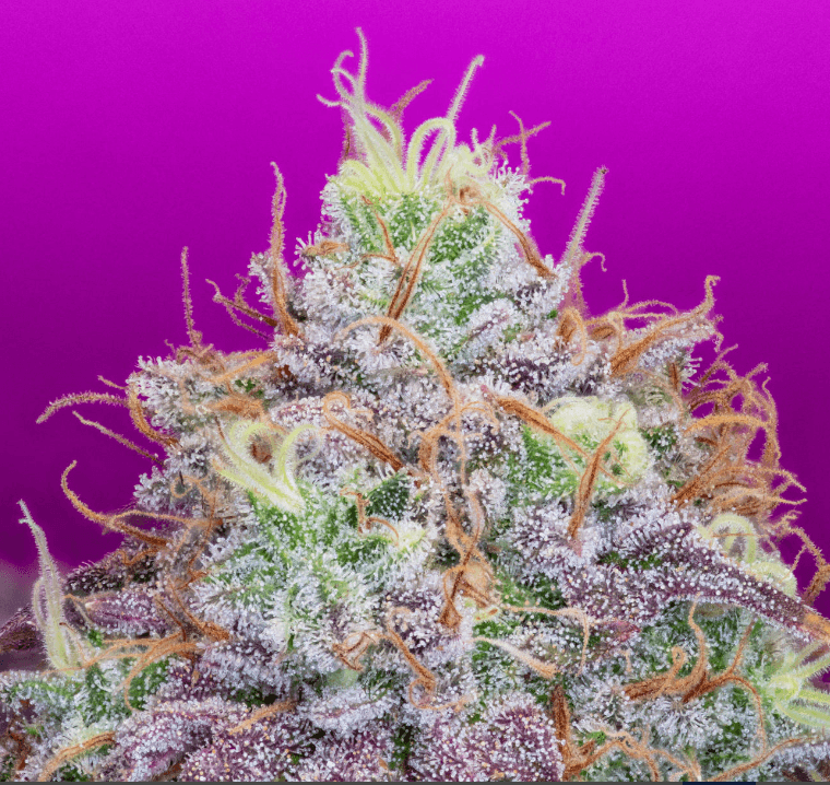 Pure Instinto Watermelon Zkittles cannabis plant image 1