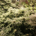 Pure Instinto Watermelon Zkittles cannabis plant image 2