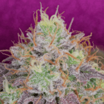 Pure Instinto Watermelon Zkittles cannabis plant image 3