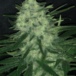 Pure Instinto Wedding Cake cannabis plant image 1