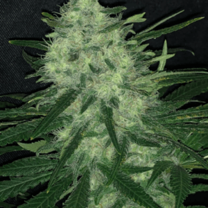 Pure Instinto Wedding Cake cannabis plant image 1