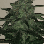 Pure Instinto Wedding Cake cannabis plant image 2