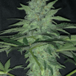 Pure Instinto Wedding Cake cannabis plant image 3