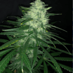 Pure Instinto Wedding Cake cannabis plant image 4