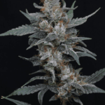 Pure Instinto Whipped Runtz Auto cannabis plant image 1