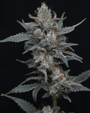 Whipped Runtz Auto