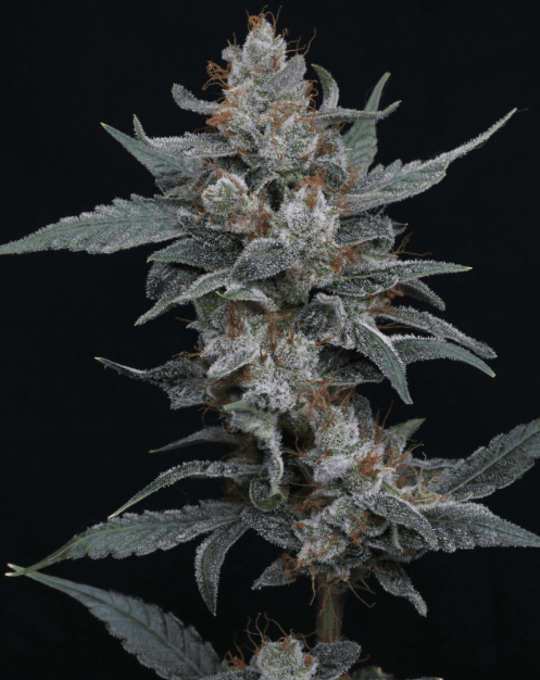 Pure Instinto Whipped Runtz Auto cannabis plant image 1