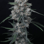 Pure Instinto Whipped Runtz Auto cannabis plant image 2