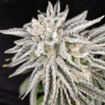 Pure Instinto Yuzu Grape Kush cannabis plant image 1