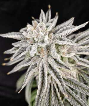 Yuzu Grape Kush